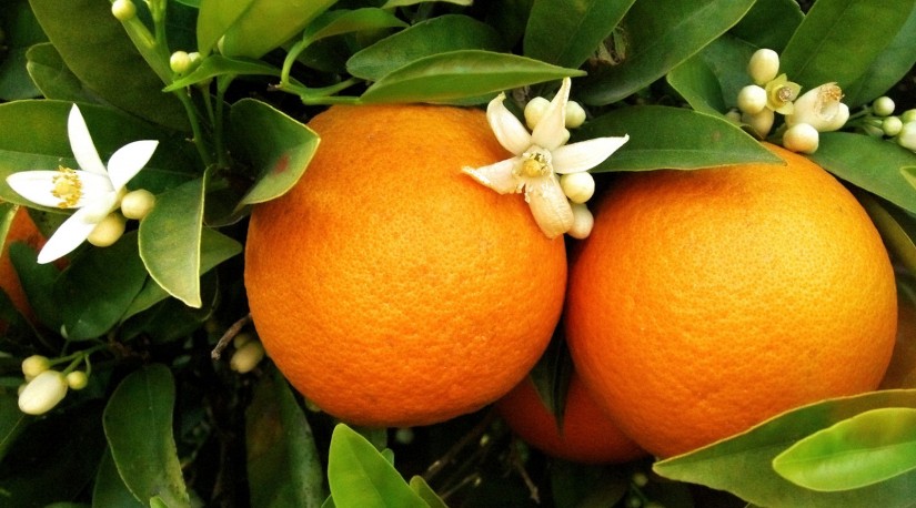 Россельхознадзор вернул Турции партию апельсинов из-за плодовой мухи